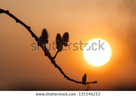 Blossoming willow twig with flowers on the background of the setting sun. Close-up in back light