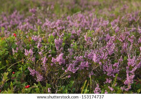 Blooming heather on the Solovetsky Islands, the Russian north, the White sea