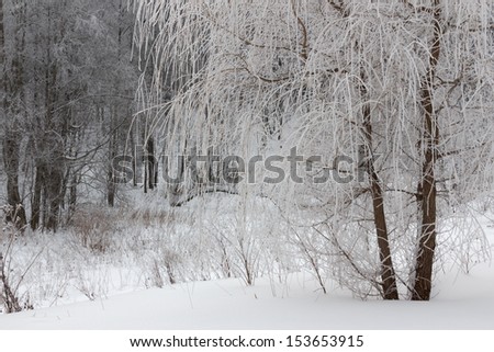 Landscape with trees in the frost in winter park