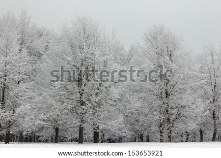 Landscape with trees in the frost in winter park