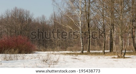 Spring forest landscape. Seasons. Panorama