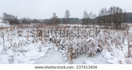 Winter panoramic landscape in snow and bad weather on the swamp on the edge of the forest