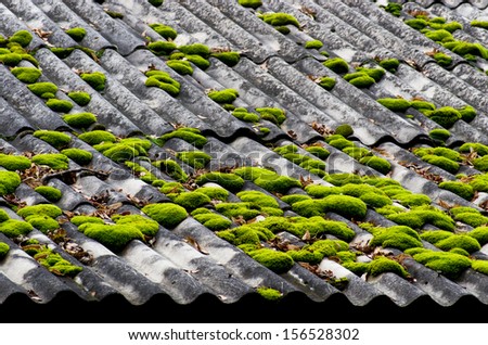 Moss on a roof from slate