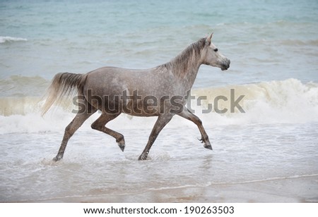 Grey Arabian horse trotting in the sea water