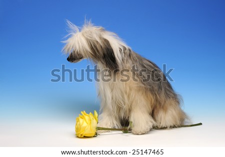 Sad funny dog with yellow rose