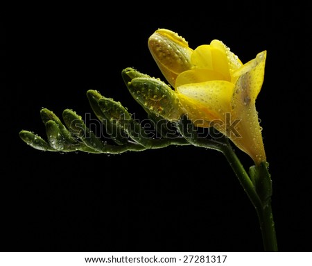 Yellow freesia with water drops on black background