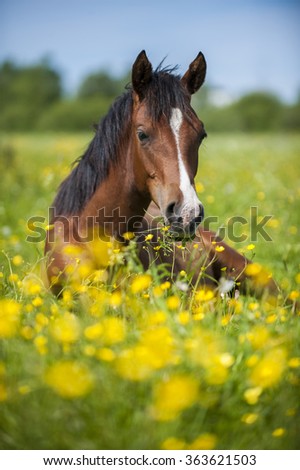 Little foal lying in grass and flowers in the meadow