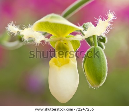 Close up of lady\'s slipper orchid