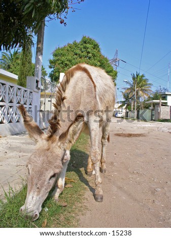 Stray donkey on suburbian mexican gravel road