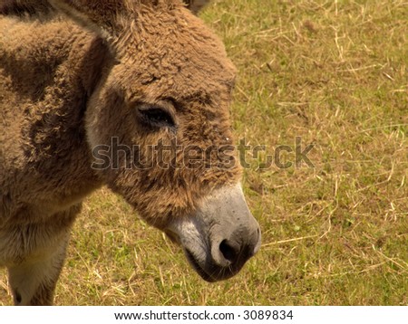 donkey head detail in the field grass