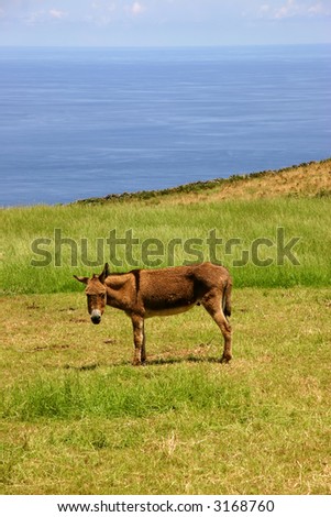 azores donkey at a farm on the coast