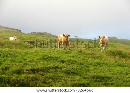 azores farm cows at the coast of sao Miguel