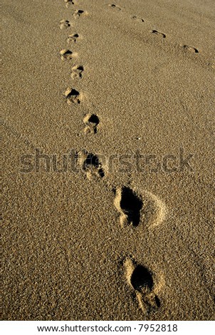 human footprints in the wet sand detail