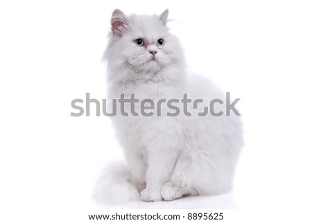 lack and white cat with lue black and white cat with blue eyes. lack and white cat with lue