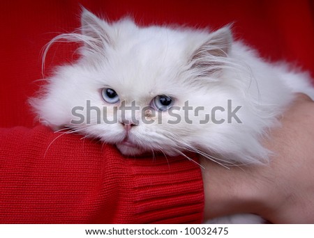 young white cat in human hand, detail