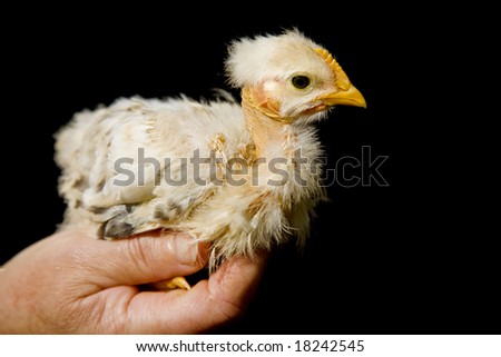 small chicken in woman hand, on black background