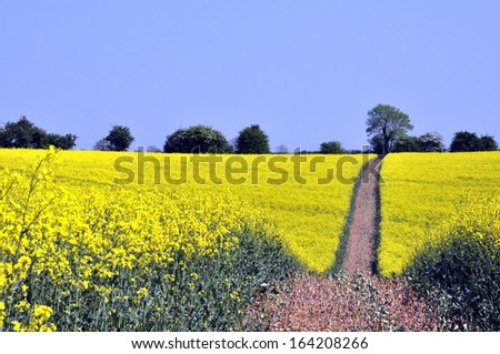 Yellow rape field crop with path and brilliant blue sky