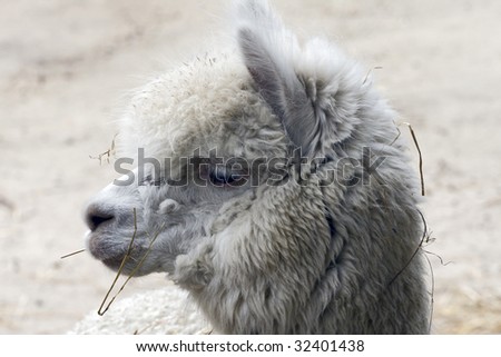 The llama (Lama glama) is a South American camelid, widely used as a pack animal by the Incas and other natives of the Andes mountains.