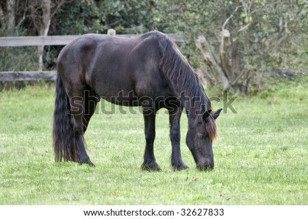 A dark brown horse feeding in a field of clover