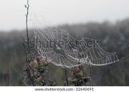 An orb spider\'s web amongst the reeds on the banks of a river