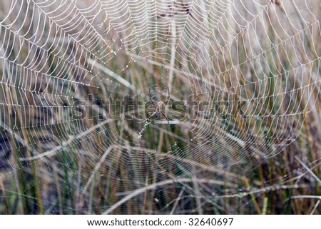 An orb spider hangs suspended in its web amongst the reeds on the banks of a river