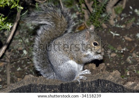 American red squirrel feeding in a park in Cape Town, South Africa