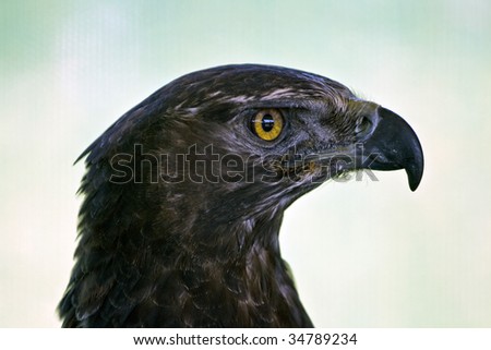 Black eagle Aquila verreauxii of Southern Africa