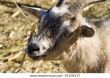 A billy goat on a farm