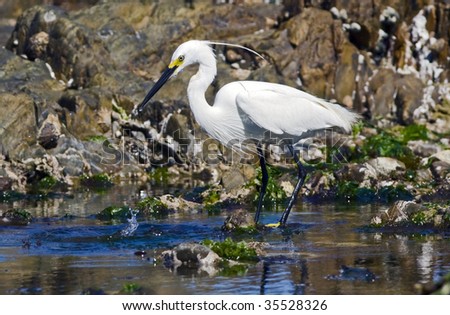 A Little Egret feeding in a rock pool at Mouille Point Cape Town, South Africa