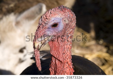 A turkey on a poultry farm in South Africa
