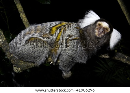 Emperor Tamarin monkey, Saguinus imperator, a native of the Amazon Jungle of South America