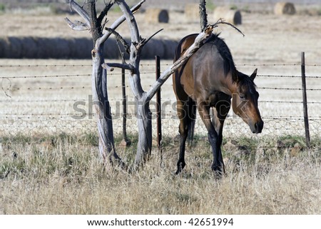 A horse on a farm near Ceres in South Africa scratching its back on a tree branch