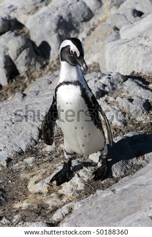 African penguin Spheniscus demersus at Stony Point, near Cape Town, Western Cape, South Africa