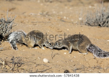 Cape ground squirrels Xerus inauris mainly occur in the dry, semi-desert regions of southern Africa, especially in the Kalahari. They live on the ground and in their widespread underground caves.