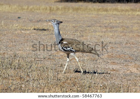 Kori bustard in the Kgalagadi, a large bird native to Africa. Member of the bustard family and the heaviest bird capable of flight.