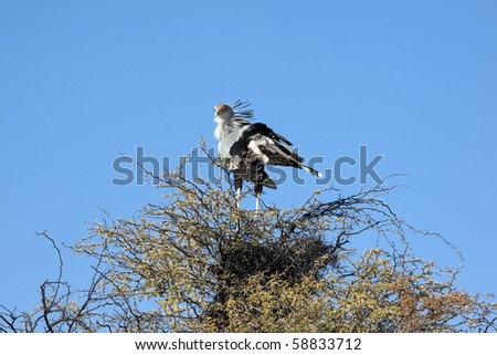 Secretary bird, Sagittarius serpentarius, roosting in a camel thorn tree in the Kgalagadi Transfrontier National Park in South Africa and Botswana.