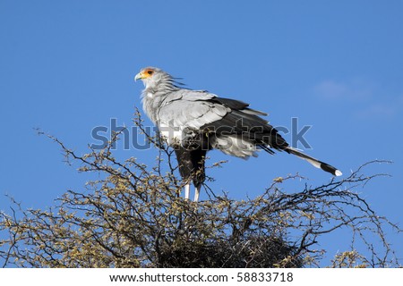 Secretary bird, Sagittarius serpentarius, roosting in a camel thorn tree in the Kgalagadi Transfrontier National Park in South Africa and Botswana.