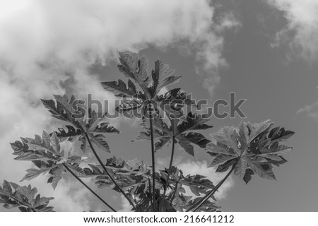 Description:  Black and white photograph of papaya leaves in the morning sunlight of Honolulu Hawaii. Title:  Papaya Plant
