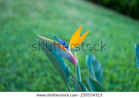 Description:  Bird of paradise in a green garden setting. Title:  Bird of Paradise flower with green backdrop