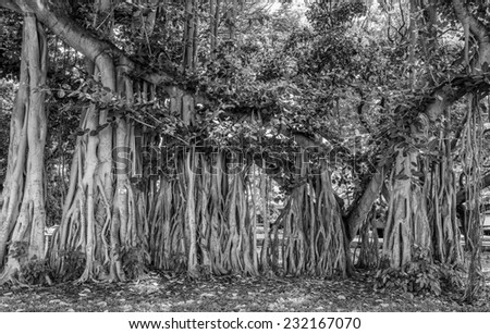 Description:  Black and white photograph of a banyan tree in Honolulu, Hawaii, USA Title:  Banyan Tree in Black and White.