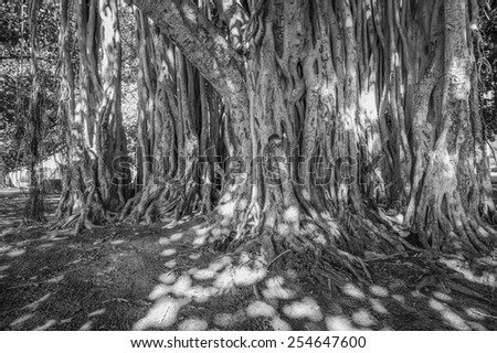 Banyan Tree in the Honolulu rain forest for use as a background.