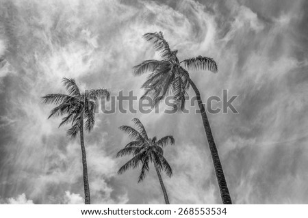 Three tall coconut palm trees against a stark morning sky with strong winds and clouds in black and white.