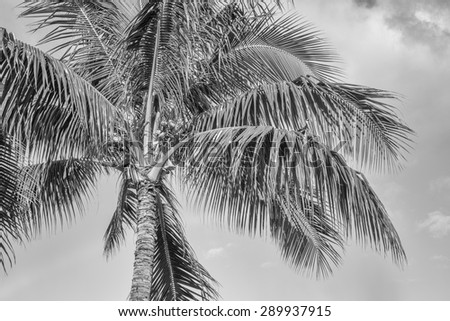 Ripe coconuts on the vine in a coconut palm tree in tones of black, white and gray, against a cloudy sky background.