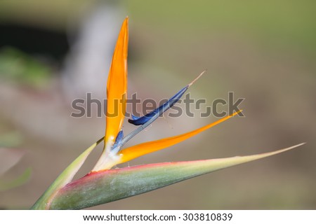 Bird of Paradise flower with the point of focus on the base of the flower and a gradual blurring moving outward from the flower\'s base.