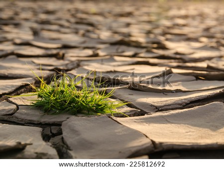 Grass on the dry ground, Land cracked when dry season at northeast of Thailand