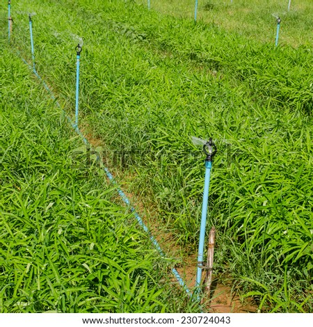 Water spinach or Lpomoea aquatica plantation