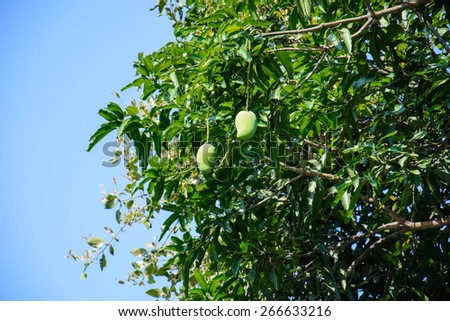 Mango Tree with blue sky background
