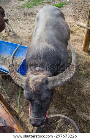 The water buffalo or domestic Asian water buffalo (Bubalus bubalis)
