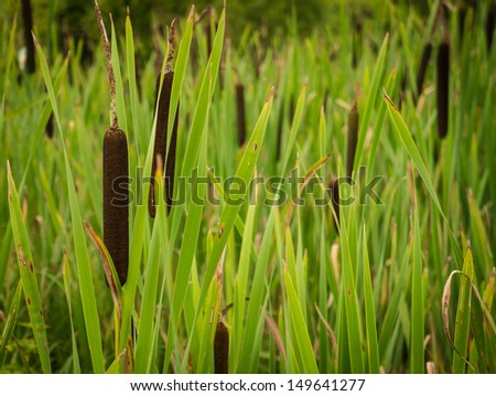 Reeds in the marsh