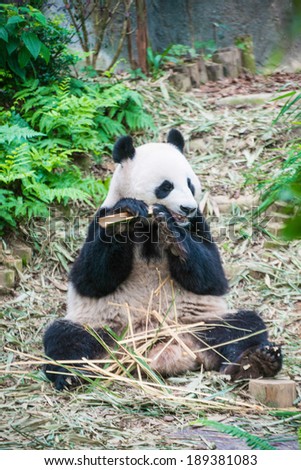 panda eat food
